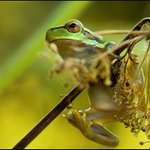 Hyla arborea