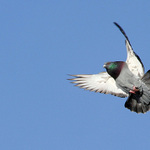 Přistání povoleno