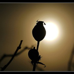 Než sluníčko uteče....