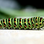 Otakárek Fenyklový před narozením