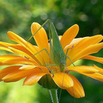 Do oči se mi dívej