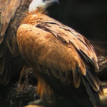 Neviděl někdo čerstvé maso?