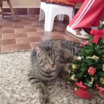 Náš kocour Vašek o vánocích