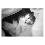 a ještě naše vopice :)