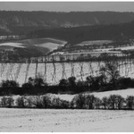 teskno zimního podlesí