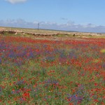 osel, červená, modrá, ...maroko....