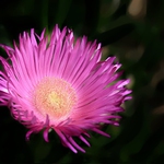 Chorvatská květinka