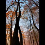 podzimní svítání