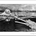 v zorném poli gaviála