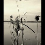 Rybniční zátiší