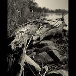 Rybniční zátiší II