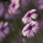 ...vyhlížím jaro...