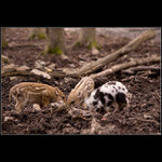 Pro Jarka Nohavicu...