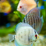 Promenáda v plavkách