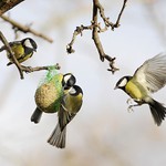 žlté modelky III. - nálet