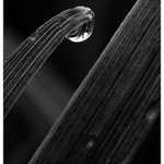 Křehká krása v ČB