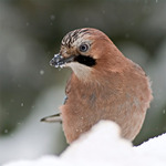 netušíte kam jsem si ten oříšek schovala... ?