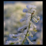 ... opět zmrzlá ...