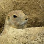 ...  čichám, čichám člověčinu ...