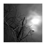 ...lapené ve větvích II. ...