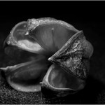 Tajemství puklého oříšku...