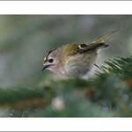 králíček obecný II.