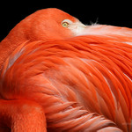 Plameňák Kubánský