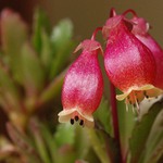 Madagaskarské zvonky