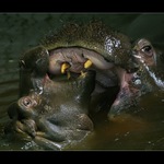 Dáš mi pusu, mami?