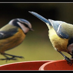 Z okna I.   /jé,ty si neutíráš zadek/