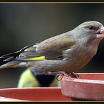 Z okna II/semínko slunečnice/