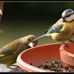 Z okna III    /erotoman/