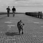 bad sunderland dog (v téj krajine sú aj psi škaredí)