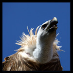 ... kořist zaostřena ! ...