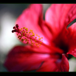 ... závan  jara ...