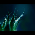 ***TANEC MEZI KAPKAMI DEŠTĚ I.***