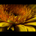 ***V DAVU PLÁTKŮ***