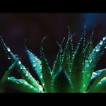 ***TANEC MEZI KAPKAMI DEŠTĚ III.***