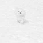 ty předchozí byly zbytečně moc barevné :)