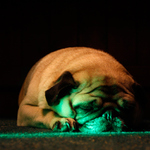 ... ale po zelený mám růžový sny