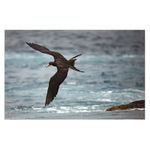 Fregatka páskovaná