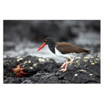 Ústřičník galapážský