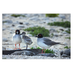 Rodinka racků vlaštovčích