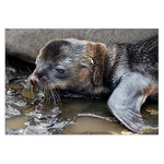 Právě jsem se narodil