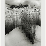 Dune Grass