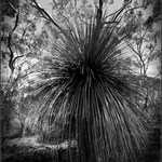 Grass Tree