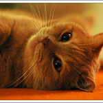 Bezcílně se povalující kocour