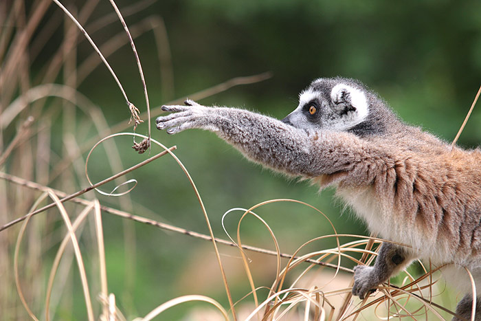 chci to, du po tom a musím to mít!