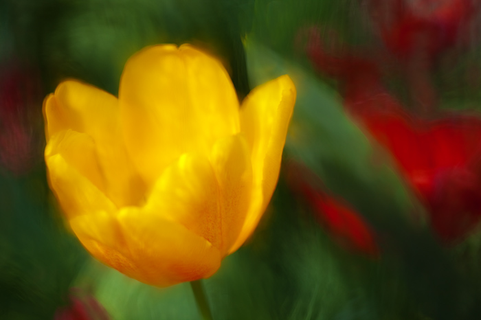 Tulipány