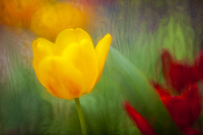 Tulipány II